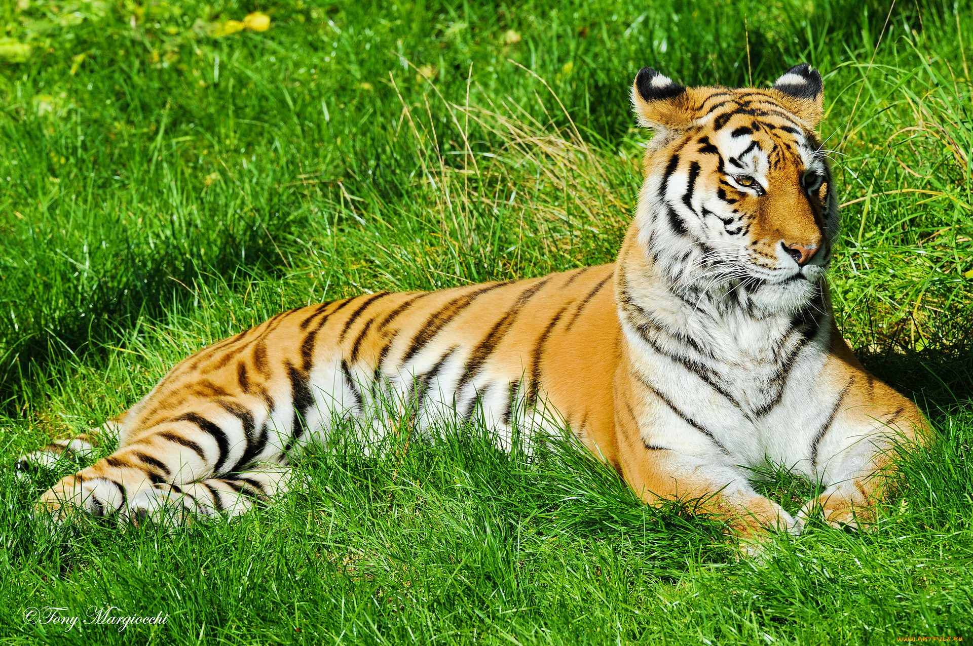 Tigr. Тигр. Тигр лежит. Тигр в траве. Тигр лежит на траве.
